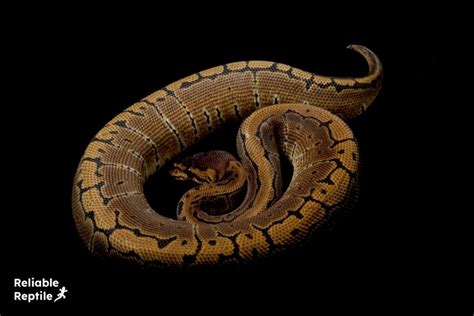 Image result for Ball Python Markings