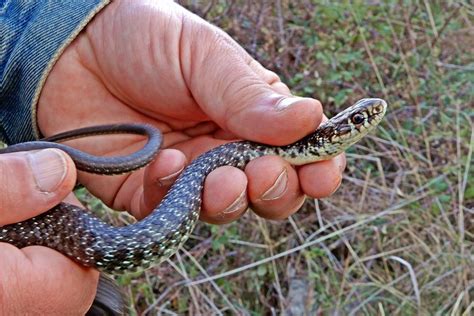 2024 (Andria) Castel del Monte: excursion in the Alta Murgia National Park