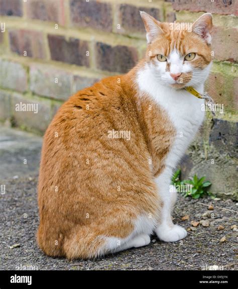 Ginger Cat Breeds