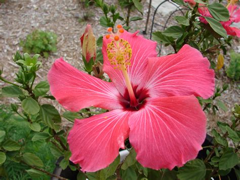 Summer Flower: Tropical Flowers