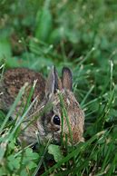 Image result for Bunny Rabbit Illustrations