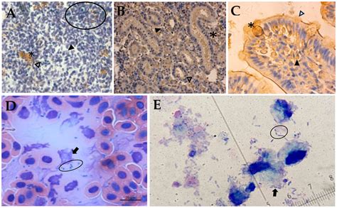 T6SS-Mediated Molecular Interaction Mechanism of Host Immune Response ...