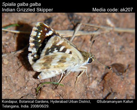 Spialia galba | Butterfly