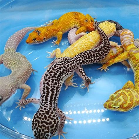 Leopard Gecko Colors