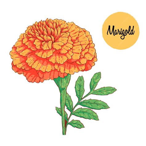 Marigold Plant Drawing