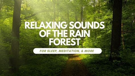 Image result for Relaxing Tree Sounds