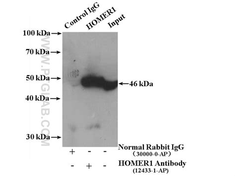 HOMER1 antibody (12433-1-AP) | Proteintech