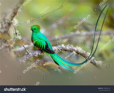 Resplendent Quetzal National Bird Guatemala Foto stock 1708639135 ...
