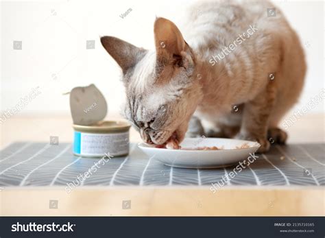 Cat Eating Tuna Fish