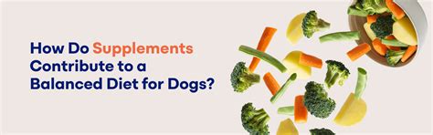 The Role of Supplements in a Balanced Diet for Dogs – K9 Vitality
