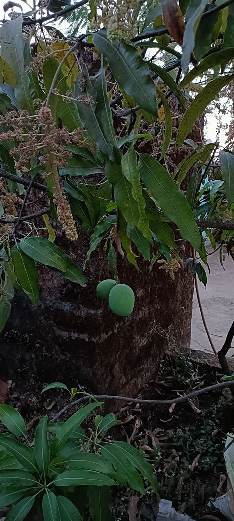 GREEN FIELD (Devrukh) - Guesthouse Reviews, Photos, Rate Comparison ...