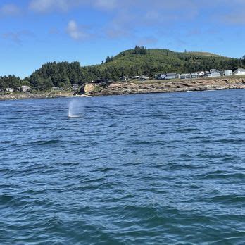 Tradewinds Charters 的图像结果