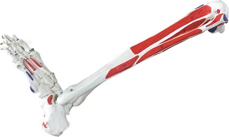 Fmoge Human Leg Skeleton Model Life Size Lower Extremity Model ...