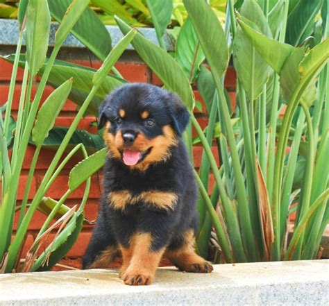 Rottweiler Price In Mumbai - Best For Pets