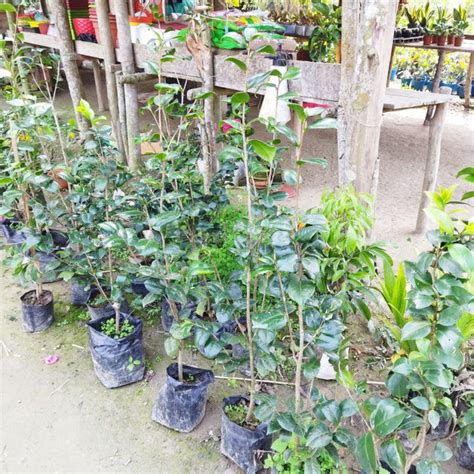 Camelia Flower Plant | Buy Healthy Plants Online | DoPlant – Do Plant