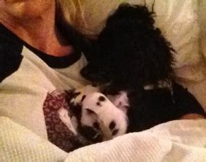 Image result for Good Morning Cockapoo