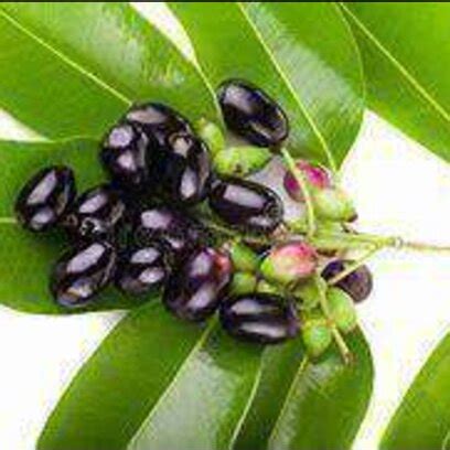 Image result for Java Plum Benefits