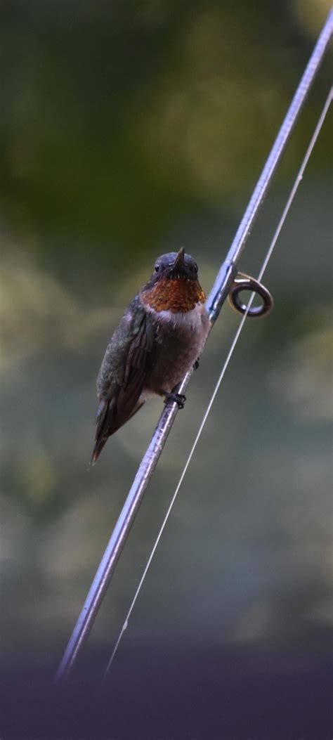 Image result for Hummingbird God Aztec