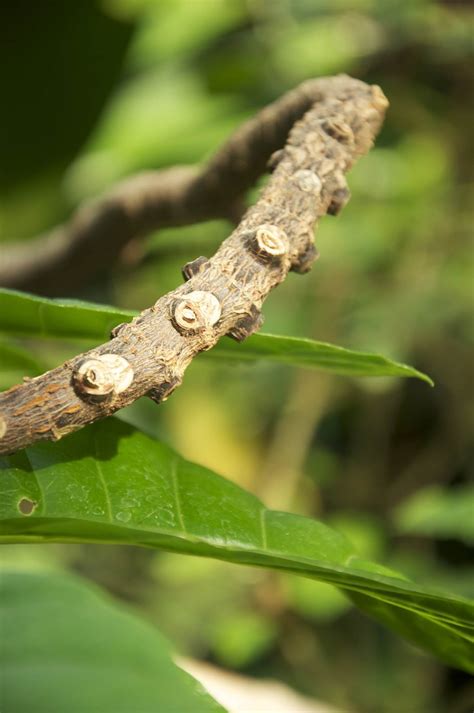 Bitter Botanicals: What is Cinchona Bark? | Alcohol Professor