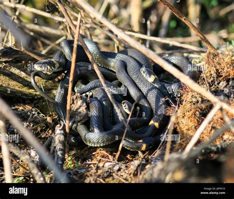 Water Moccasin Nest Underwater
