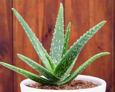 Aloe Vera Gel: Know Purity, Use, Benefits | AOS Products
