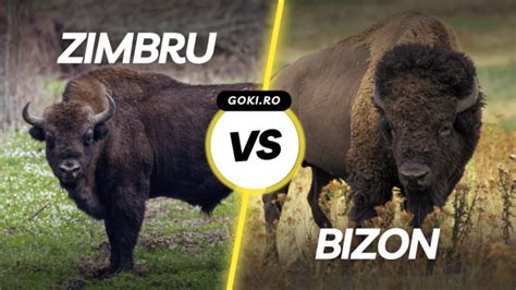 Diferența dintre Zimbru și Bizon – Caracteristici, Habitat și Curiozități