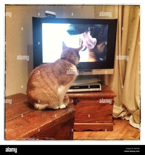 Cat Watching Television High Resolution Stock Photography and Images ...