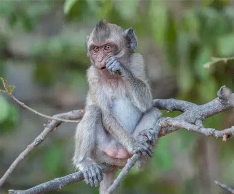 Java Animals 的图像结果