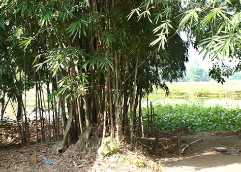 D'source Nalbari | Research Areas | D'Source Digital Online Learning ...