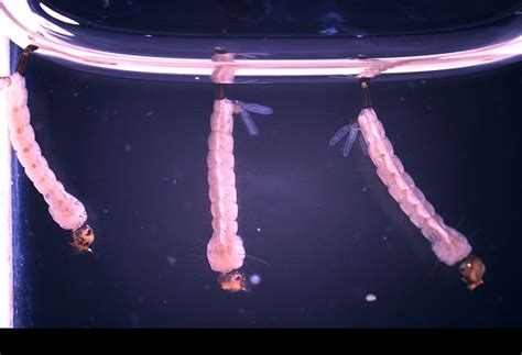 Modifying Mosquitoes To Stop Transmission Of Dengue Fever | BOOM