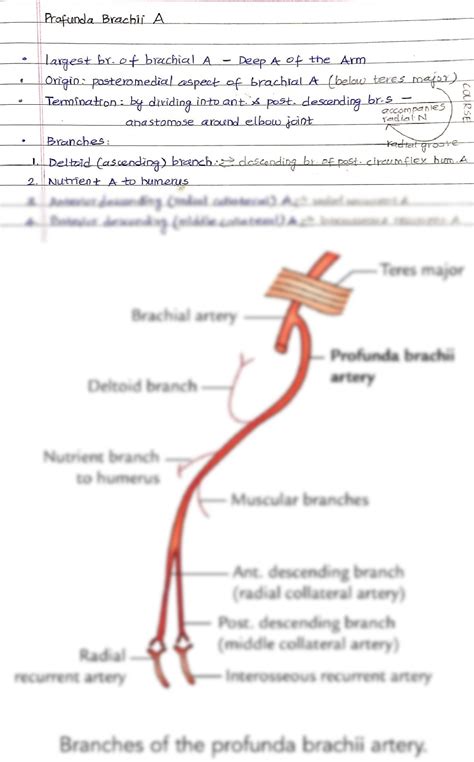 SOLUTION: Profunda brachii artery - Studypool