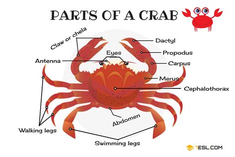 Parts of a Crab in English with Pictures • 7ESL | Animal body parts ...