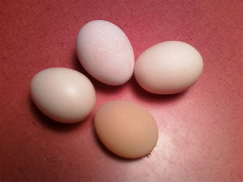 Image result for Egg without Shell Chicks