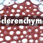 sclerenchyma 的图像结果