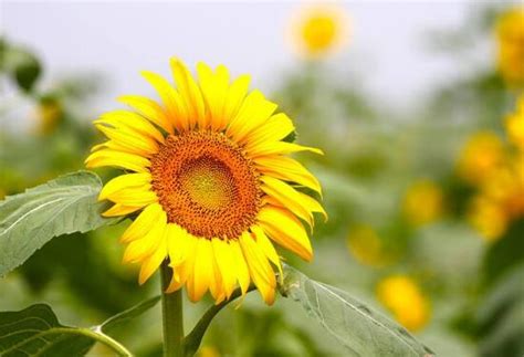 向日葵什么时候开花，向日葵一年开几次花/每年一次 —【发财农业网】