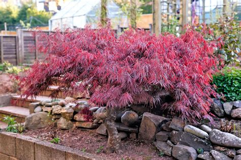 Miniature Japanese Maple