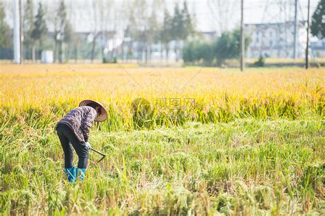 稻田里收割稻谷的农民高清图片下载-正版图片501689377-摄图网