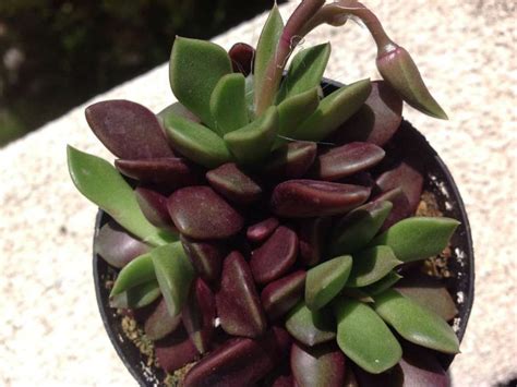 Anacampseros Rufescens (With Soil, Plant & Pot) – Kumaun Plants