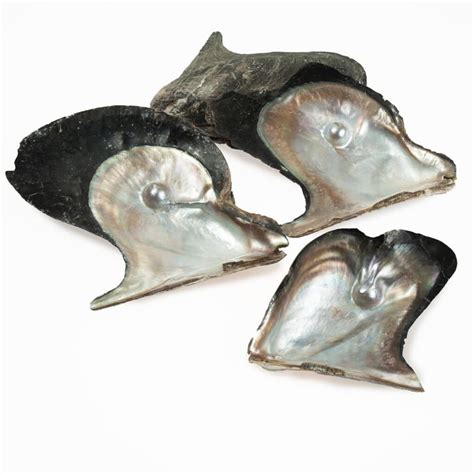 Image result for Mickey Mouse Pearly Shells