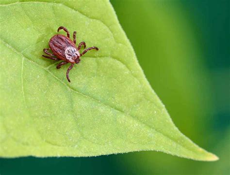 10 Effective Home Remedies For Scabies