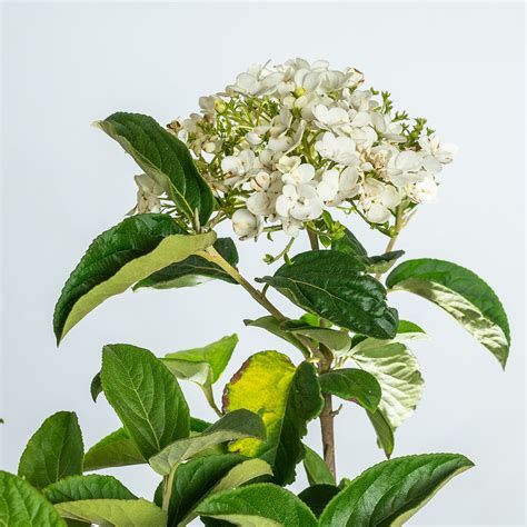 Snowball Viburnum Plant