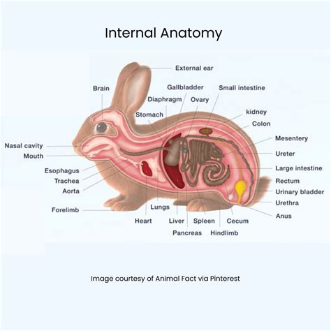 Understanding the Complex Anatomy and Physiology of the Rabbit - The Domesticated Rabbit