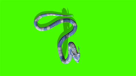 Image result for Python Snake Attack