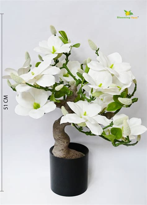 Spring Blossom Mini Magnolia Flower Tree – Blooming Floret