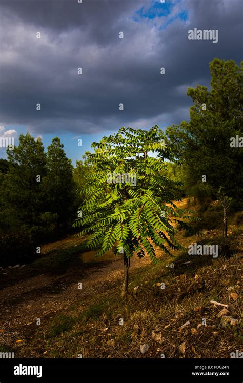 Image result for Dramatic Tree Images