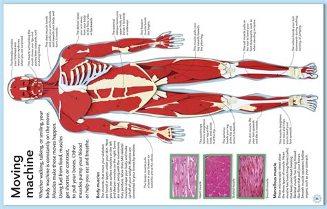 Image result for Science Rock Body Machine