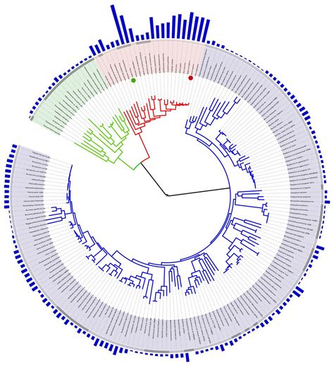 Rezultat imagine pentru Rabbid Evolution Tree