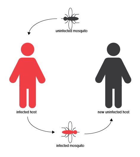 Vector Transmission at Vectorified.com | Collection of Vector Transmission free for personal use