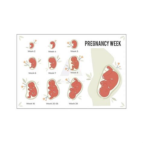 Anne Print Solutions® Pragnancy week Posters (Without Frame) For ...