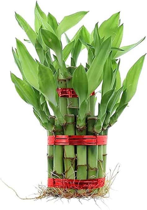 Lucky Bamboo Plant | 6 Lucky Bamboo Sticks & Multi color Stones | Best ...